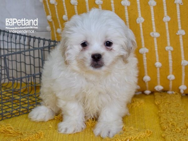 Peke-A-Poo-Dog-Male-Cream & White-5150-Petland Lee's Summit, MO