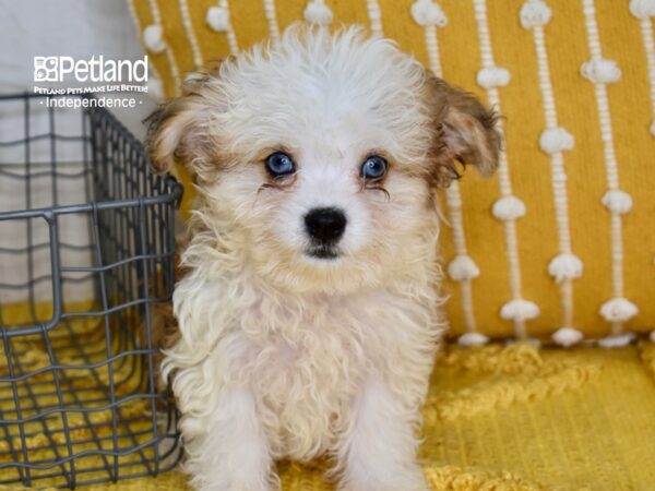 Miniature Aussiedoodle-Dog-Female-Red & White-5179-Petland Lee's Summit, MO
