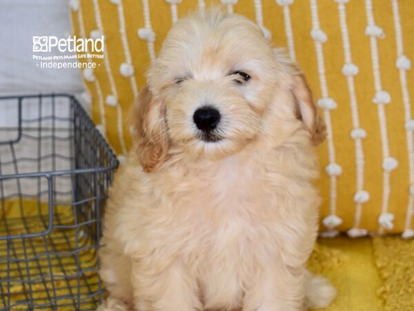 Miniature Goldendoodle 2nd Gen-Dog-Male-Golden-5172-Petland Lee's Summit, MO