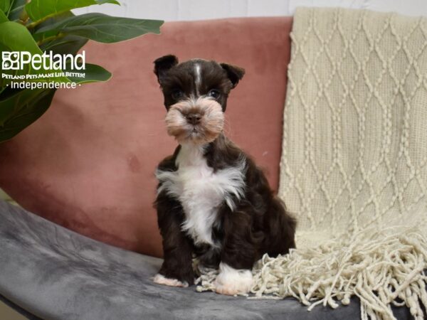 Miniature Schnauzer-Dog-Male-Chocolate & White-5192-Petland Lee's Summit, MO