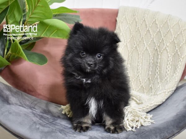 Pomeranian-Dog-Male-Black & Tan-5189-Petland Lee's Summit, MO