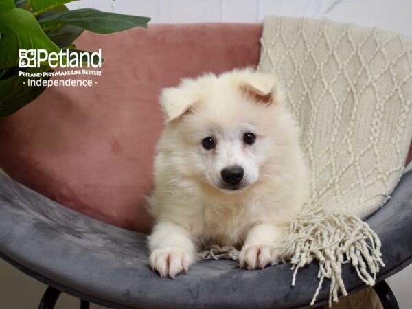 American Eskimo-Dog-Male-White-5196-Petland Lee's Summit, MO