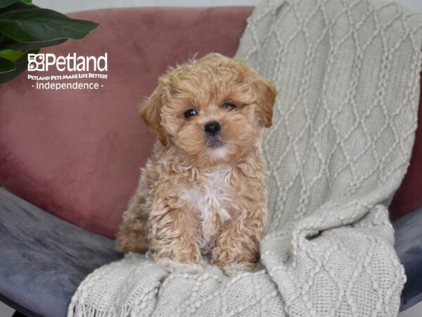 Shih Poo-Dog-Male-Apricot-5206-Petland Lee's Summit, MO