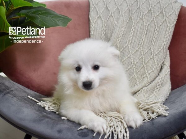 American Eskimo-Dog-Male-White-5218-Petland Lee's Summit, MO
