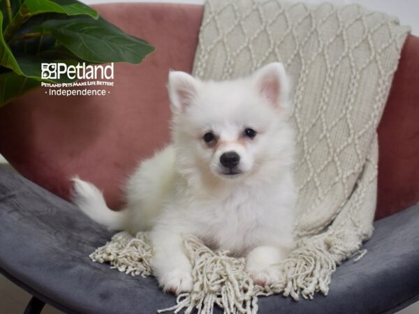 American Eskimo-Dog-Female-White-5219-Petland Lee's Summit, MO