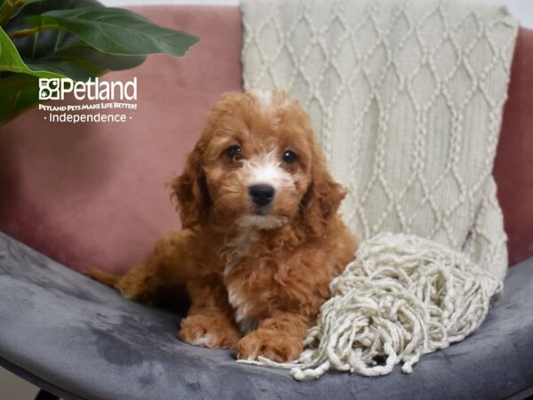 Miniature Goldendoodle 2nd Gen-Dog-Female-Red-5220-Petland Lee's Summit, MO
