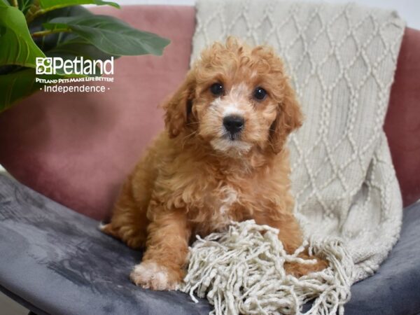 Miniature Goldendoodle 2nd Gen-Dog-Female-Red-5221-Petland Lee's Summit, MO