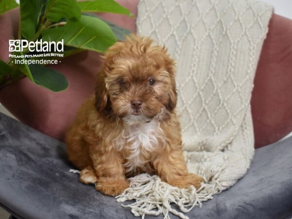 Shih Poo-Dog-Male-Red-5226-Petland Lee's Summit, MO