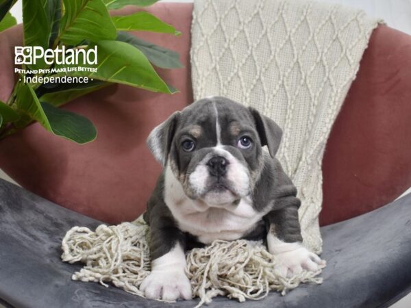 English Bulldog-Dog-Male-Blue-5239-Petland Lee's Summit, MO