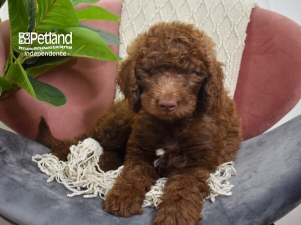 Goldendoodle F1b-Dog-Female-Chocolate-5246-Petland Lee's Summit, MO
