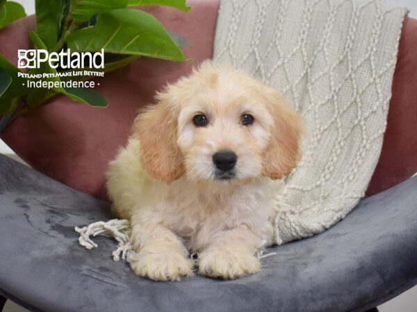 Miniature Goldendoodle 2nd Gen-Dog-Male-Golden-5234-Petland Lee's Summit, MO