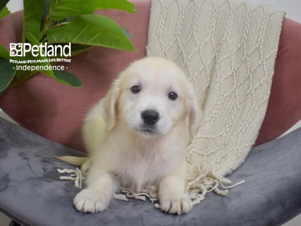 Golden Retriever-Dog-Female-Light Golden-5233-Petland Lee's Summit, MO