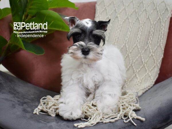 Miniature Schnauzer-Dog-Male-White & Black-5250-Petland Lee's Summit, MO
