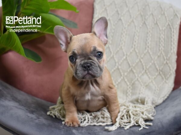 French Bulldog-Dog-Female-Blue Fawn-5261-Petland Lee's Summit, MO