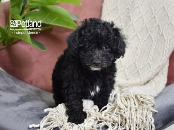 Bichon-Poo-Dog-Female-Black-5284-Petland Lee's Summit, MO