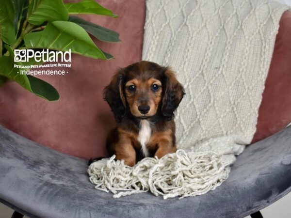 Dachshund-Dog-Female-Sable, Long Haired-5274-Petland Lee's Summit, MO