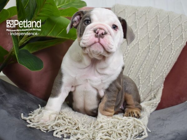 English Bulldog-Dog-Female-Blue Fawn & White-5271-Petland Lee's Summit, MO