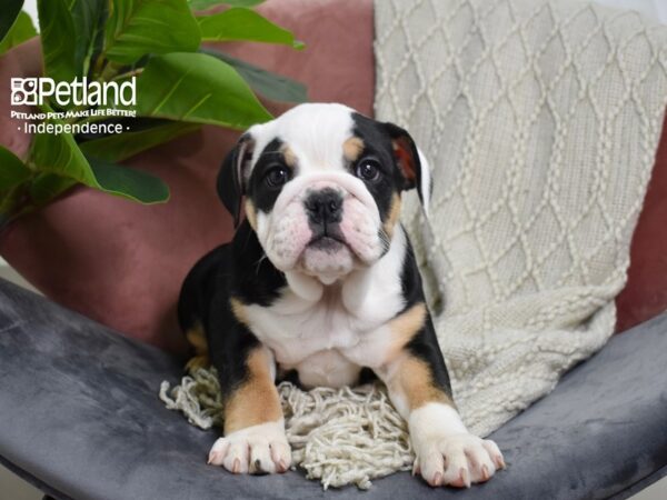 English Bulldog-Dog-Female-Black Tri-5270-Petland Lee's Summit, MO