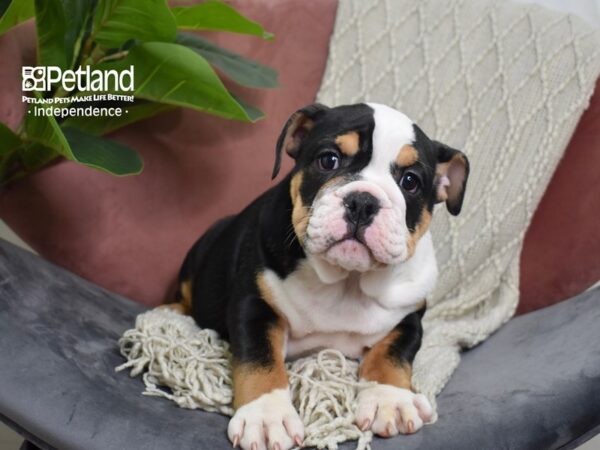 English Bulldog-Dog-Female-Black Tri-5269-Petland Lee's Summit, MO
