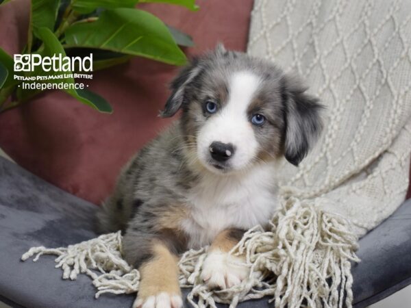 Miniature Australian Shepherd-Dog-Male-Blue Merle-5275-Petland Lee's Summit, MO