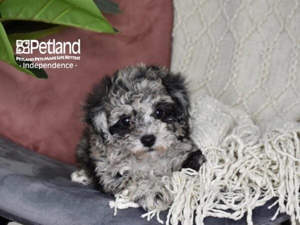 Bichon-Poo-Dog-Female-Blue Merle-5286-Petland Lee's Summit, MO