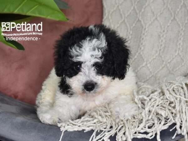 Bichon-Poo-Dog-Female-Black & White-5288-Petland Lee's Summit, MO