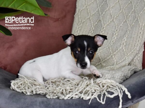 Jack Chi-Dog-Female-Black & White-5289-Petland Lee's Summit, MO