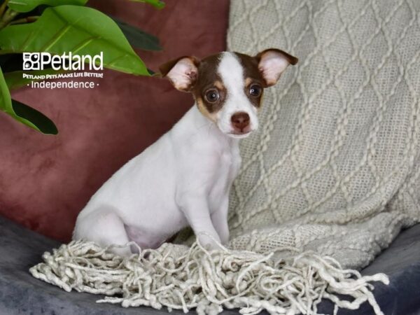 Jack Chi-Dog-Female-Brown & White-5290-Petland Lee's Summit, MO