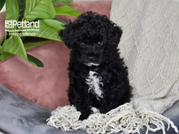 Poodle-Dog-Male-Black-5291-Petland Lee's Summit, MO