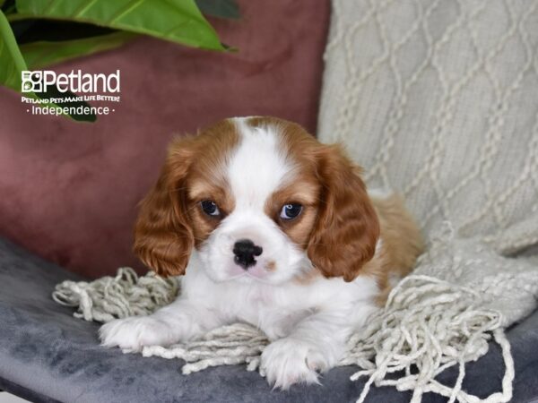 Cavalier King Charles Spaniel-Dog-Male-Blenheim-5294-Petland Lee's Summit, MO