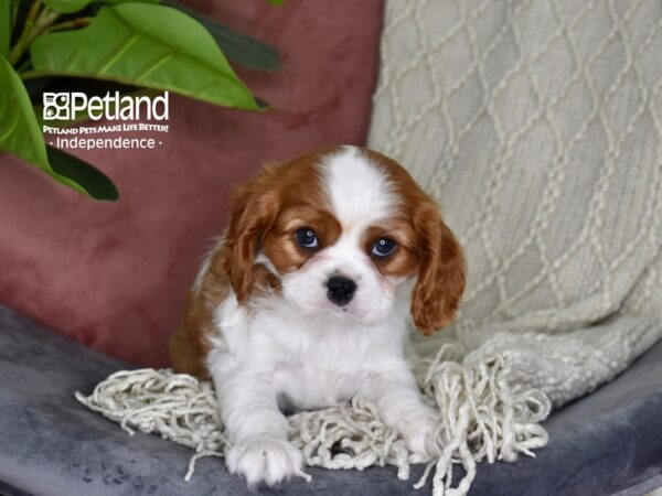 Cavalier King Charles Spaniel-Dog-Female-Blenheim-5295-Petland Lee's Summit, MO
