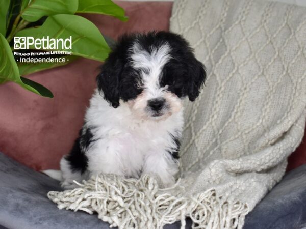 Lhasa-Poo-Dog-Male-Black & White-5296-Petland Lee's Summit, MO