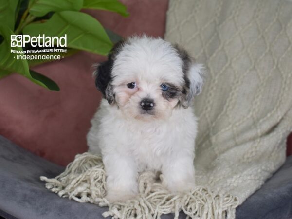 Lhasa-Poo-Dog-Female-Blue Merle & White-5297-Petland Lee's Summit, MO