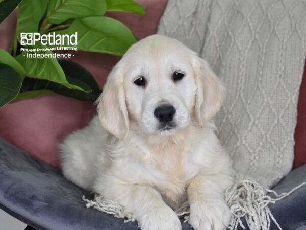 Golden Retriever-Dog-Female-Light Golden-5301-Petland Lee's Summit, MO