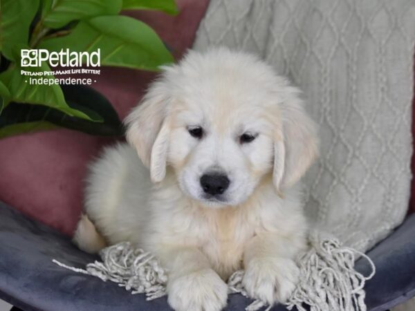 Golden Retriever-Dog-Male-Light Golden-5298-Petland Lee's Summit, MO