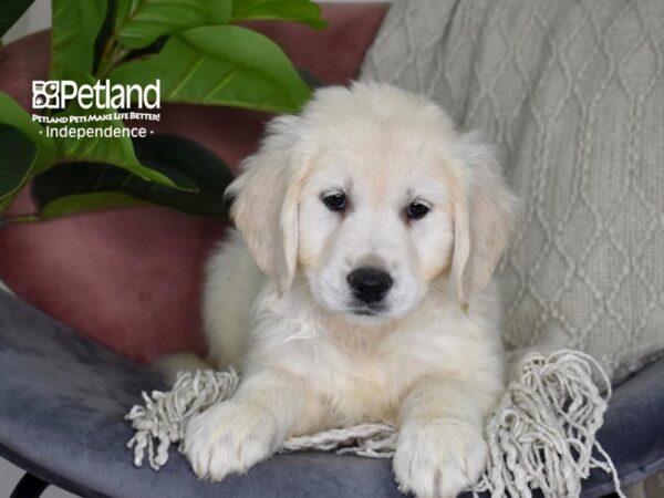 Golden Retriever-Dog-Male-Light Golden-5299-Petland Lee's Summit, MO
