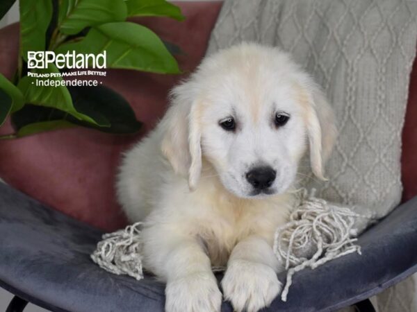 Golden Retriever-Dog-Female-Light Golden-5300-Petland Lee's Summit, MO
