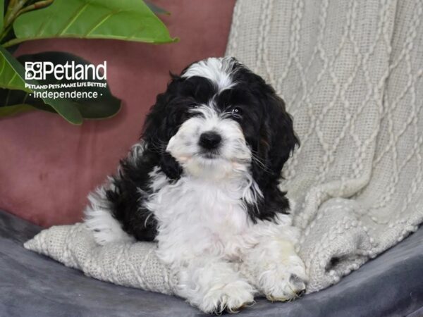 Cockapoo-Dog-Male-Black & White Parti-5303-Petland Lee's Summit, MO