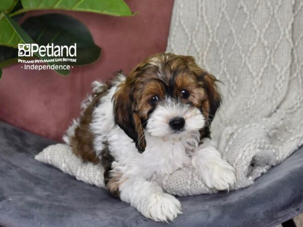 Cockapoo-Dog-Female-Sable & White Parti-5304-Petland Lee's Summit, MO