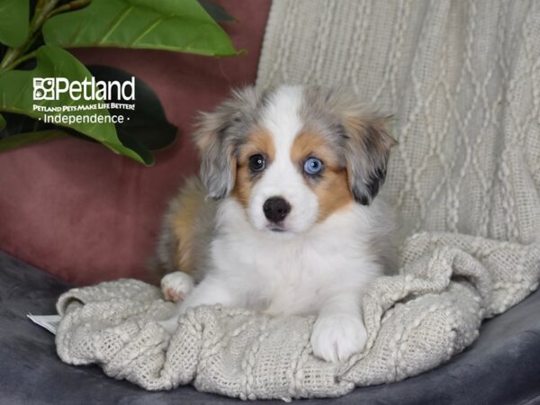 Toy Australian Shepherd-Dog-Female-Blue Merle-5314-Petland Lee's Summit, MO