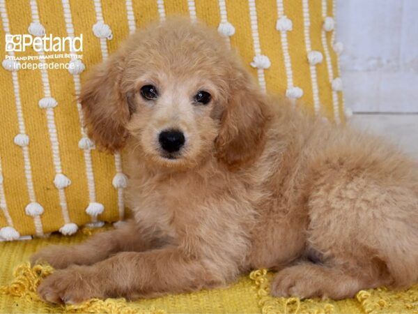 Miniature Goldendoodle 2nd Gen-Dog-Female-Golden-5175-Petland Lee's Summit, MO