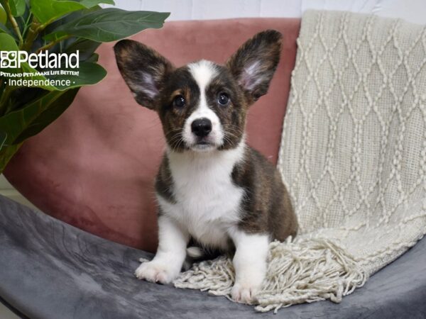 Cardigan Welsh Corgi-Dog-Female-Brindle & White-5194-Petland Lee's Summit, MO