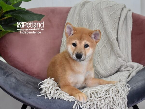 Shiba Inu-Dog-Male-Red-5207-Petland Lee's Summit, MO