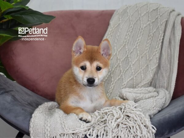 Shiba Inu-Dog-Female-Red-5208-Petland Lee's Summit, MO