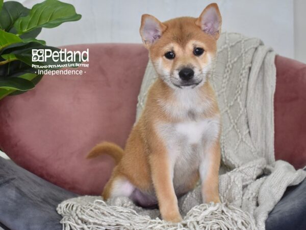 Shiba Inu-Dog-Female-Red-5209-Petland Lee's Summit, MO