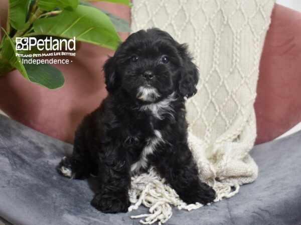 Shih Poo-Dog-Female-Black-5227-Petland Lee's Summit, MO