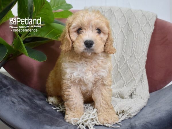 Cavachon-Dog-Male-Blenheim-5224-Petland Lee's Summit, MO