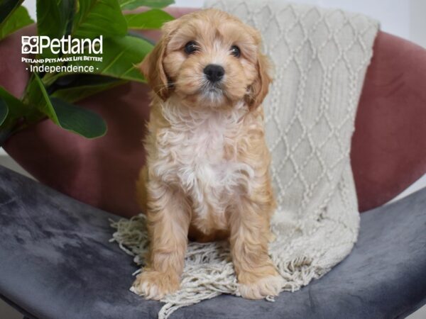 Cavachon-Dog-Male-Blenheim-5223-Petland Lee's Summit, MO
