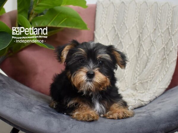 Yorkshire Terrier-Dog-Male-Black & Tan-5235-Petland Lee's Summit, MO