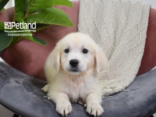 Golden Retriever-Dog-Female-Light Golden-5232-Petland Lee's Summit, MO